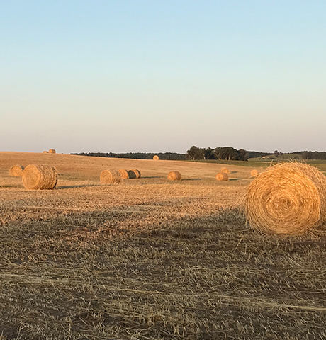Harvest