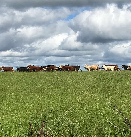 Cattle